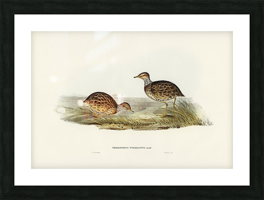 Plains Wanderer Picture Frame print