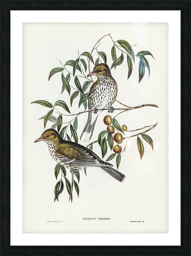 Olive Backed Oriole Picture Frame print