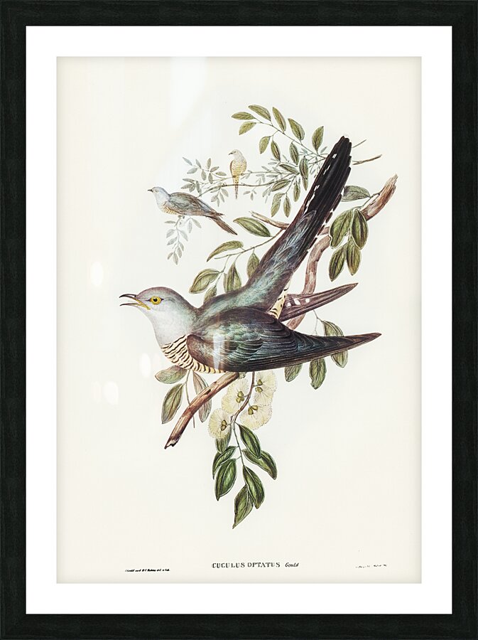 Oriental Cuckoo Picture Frame print