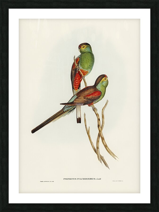 Paradise Parrot Picture Frame print