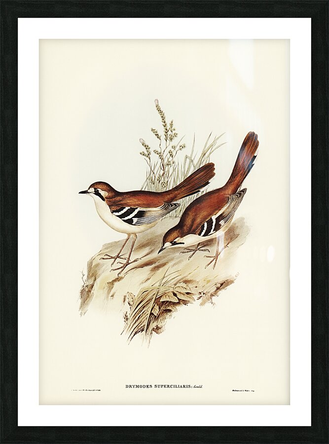 Northern Scrub Robin Picture Frame print