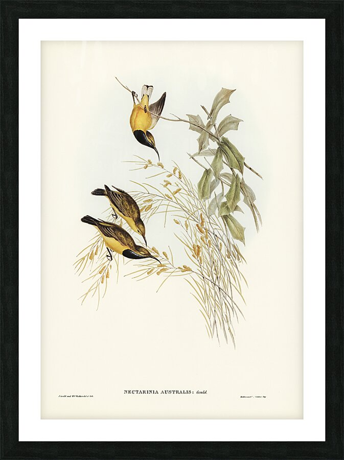 Olive Backed Sunbird Picture Frame print