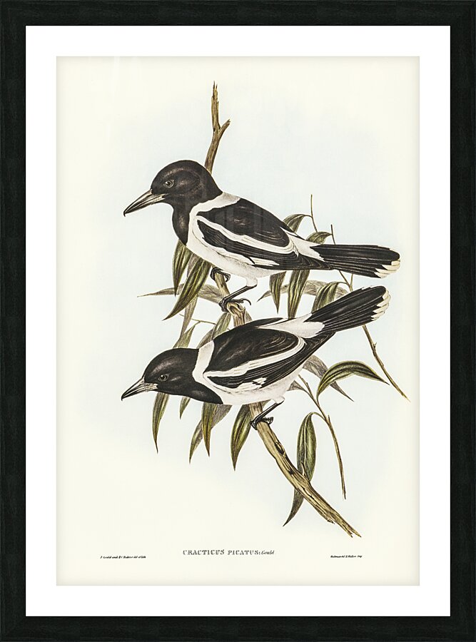 Pied Butcherbird 2 Picture Frame print