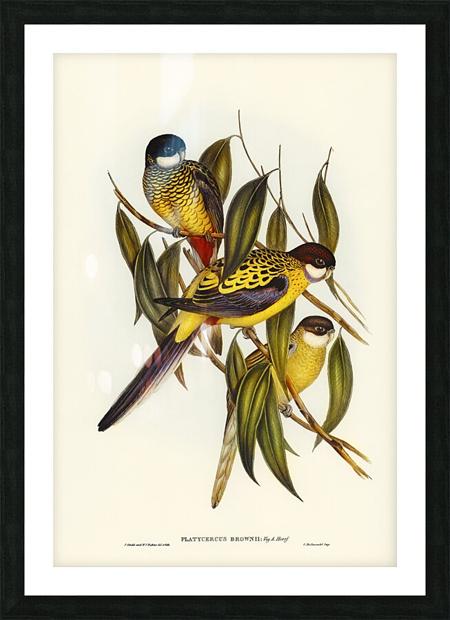 Northern Rosella Picture Frame print