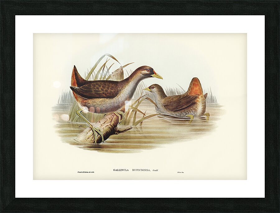 Pale Vented Bush Hen Picture Frame print
