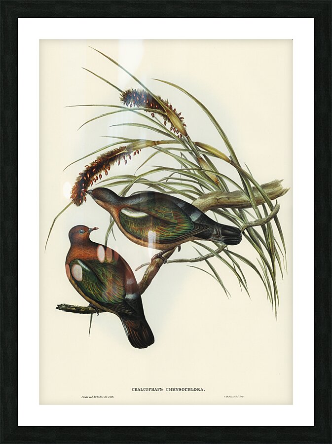 Pacific Emerald Dove Picture Frame print
