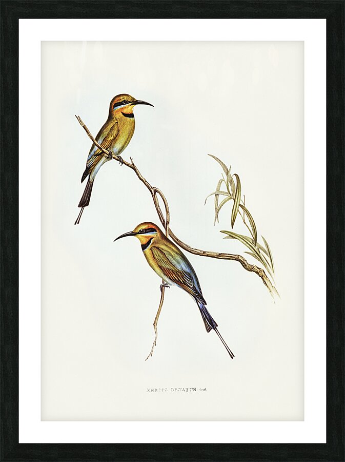 Rainbow Bee Eater Picture Frame print
