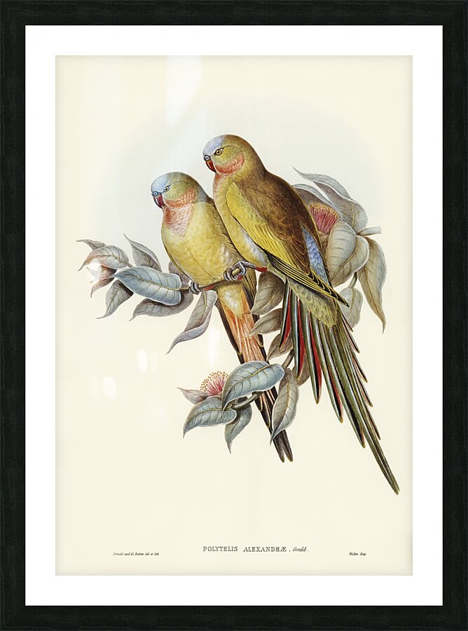 Princess Parrot Picture Frame print