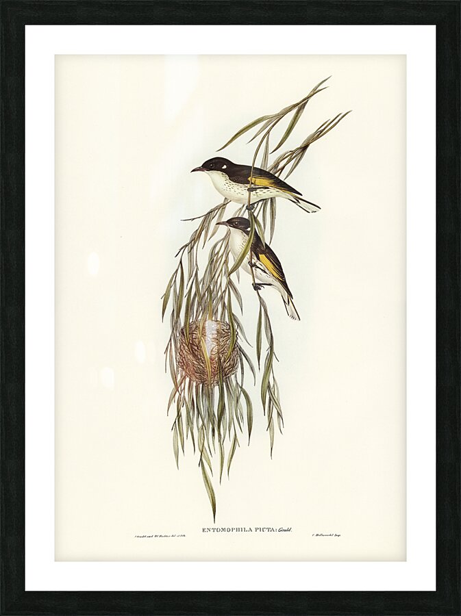 Painted Honeyeater Picture Frame print