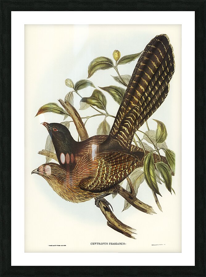 Pheasant Coucal Picture Frame print