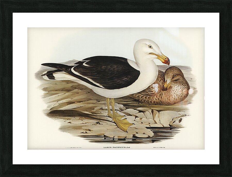 Pacific Gull Picture Frame print