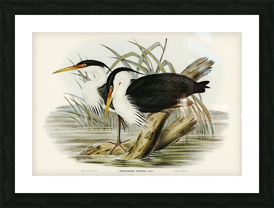 Pied Heron Picture Frame print
