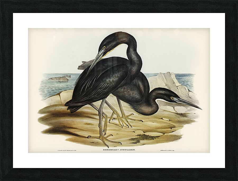 Pacific reef heron Picture Frame print