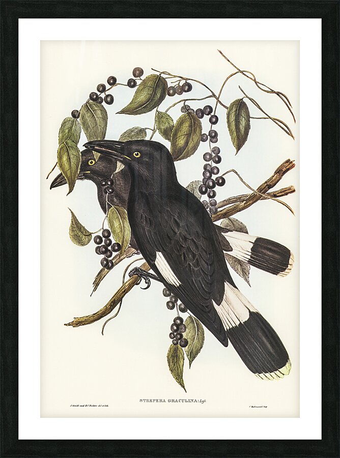 Pied Currawong 2 Picture Frame print