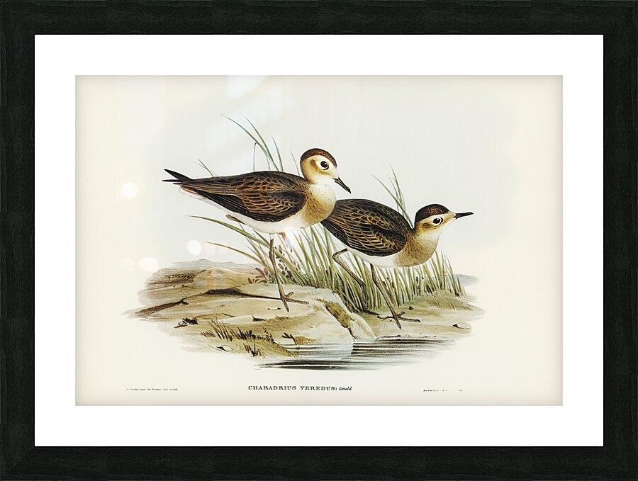 Oriental Plover Picture Frame print