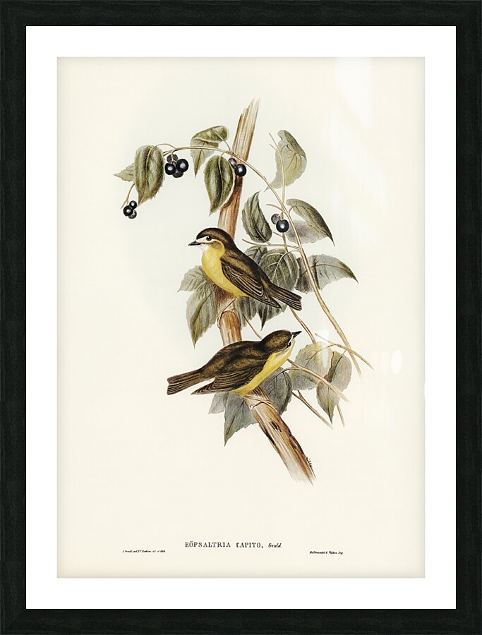 Pale Yellow Robin Picture Frame print