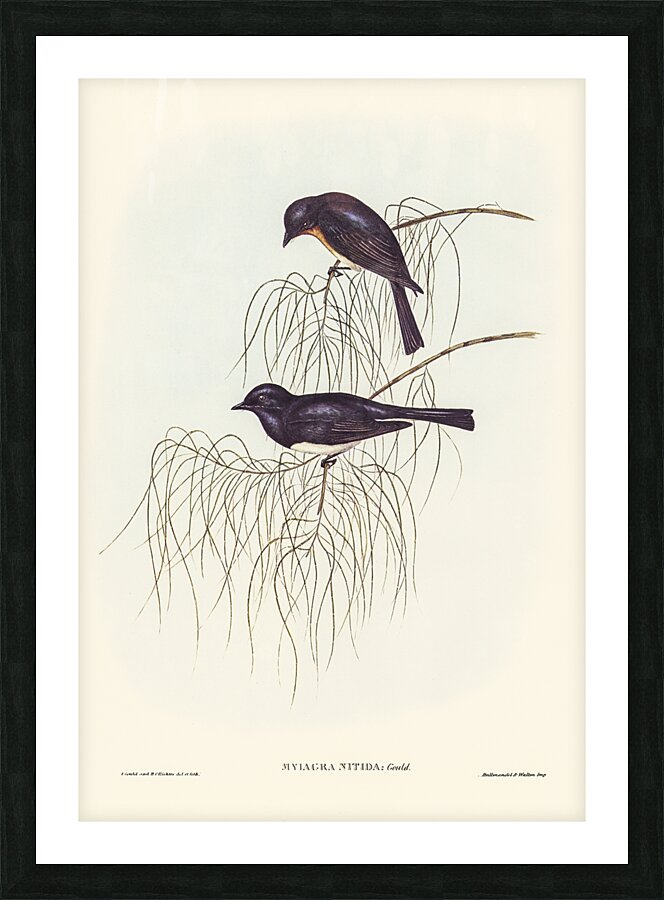 Satin Flycatcher Picture Frame print