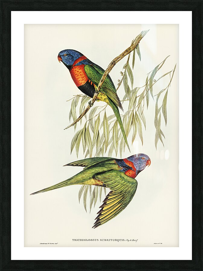 Red Collared Lorikeet Picture Frame print