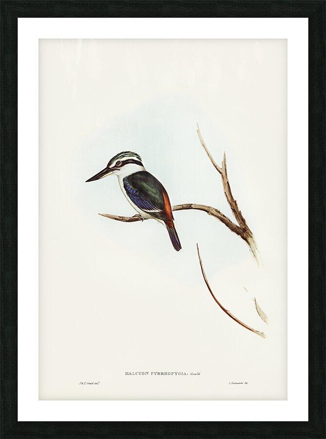 Red Backed Kingfisher Picture Frame print