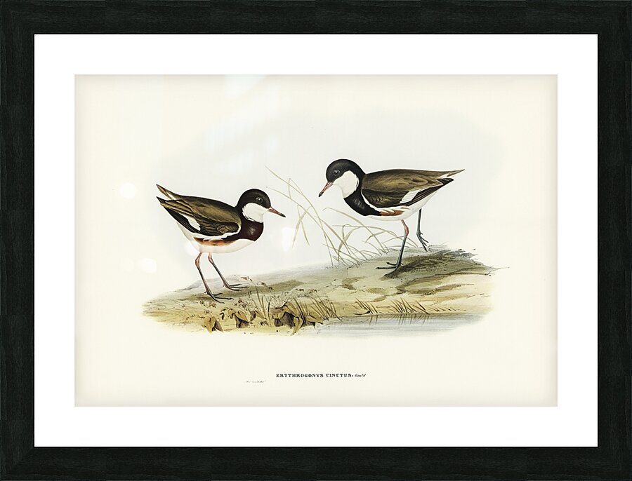 Red Kneed Dotterel Picture Frame print