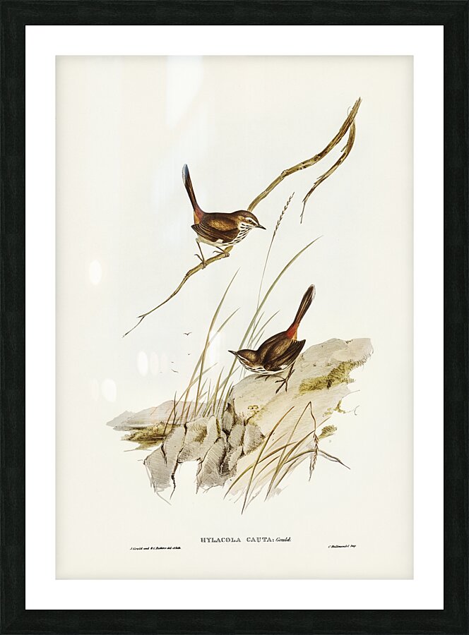 Shy Heathwren Picture Frame print