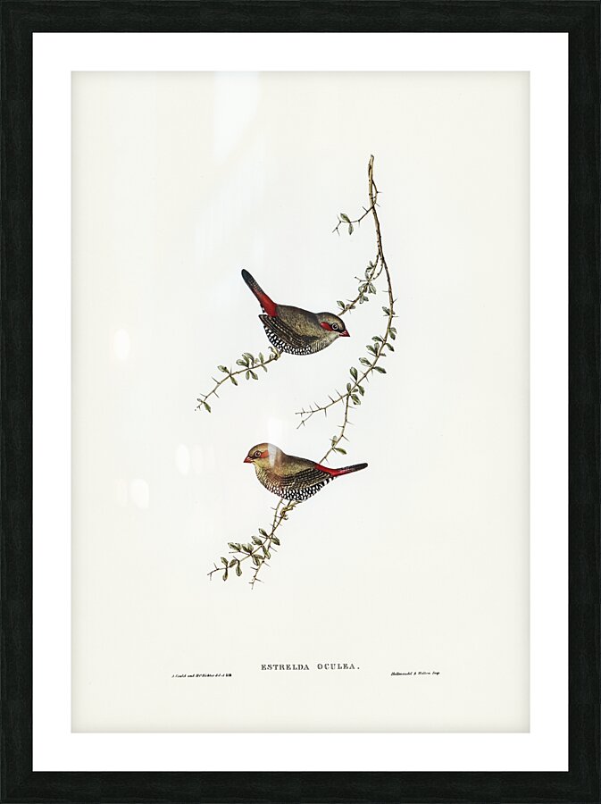 Red Eared Firetail Picture Frame print