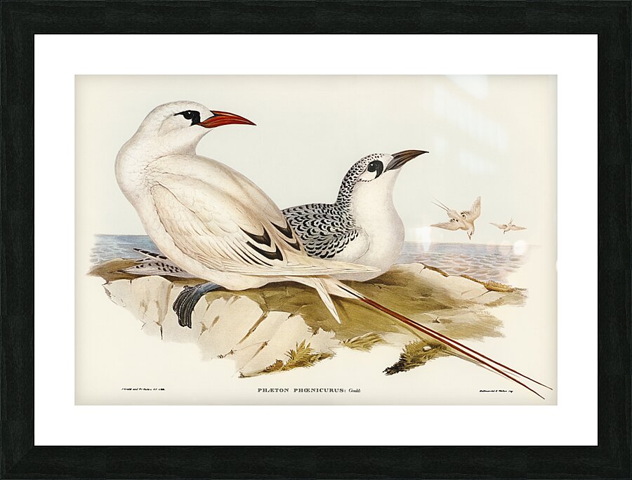 Red Tailed Tropicbird Picture Frame print