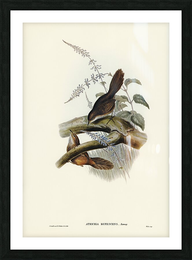Rufous Scrubbird Picture Frame print