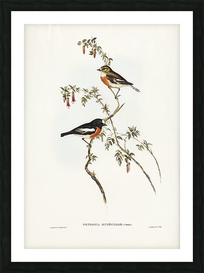 Scarlet Robin Picture Frame print
