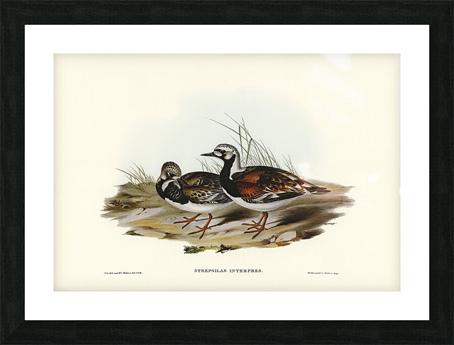 Ruddy Turnstone Picture Frame print