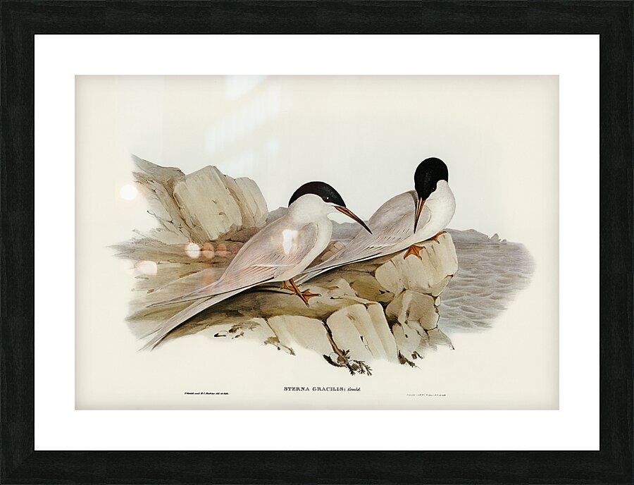 Roseate Tern Picture Frame print