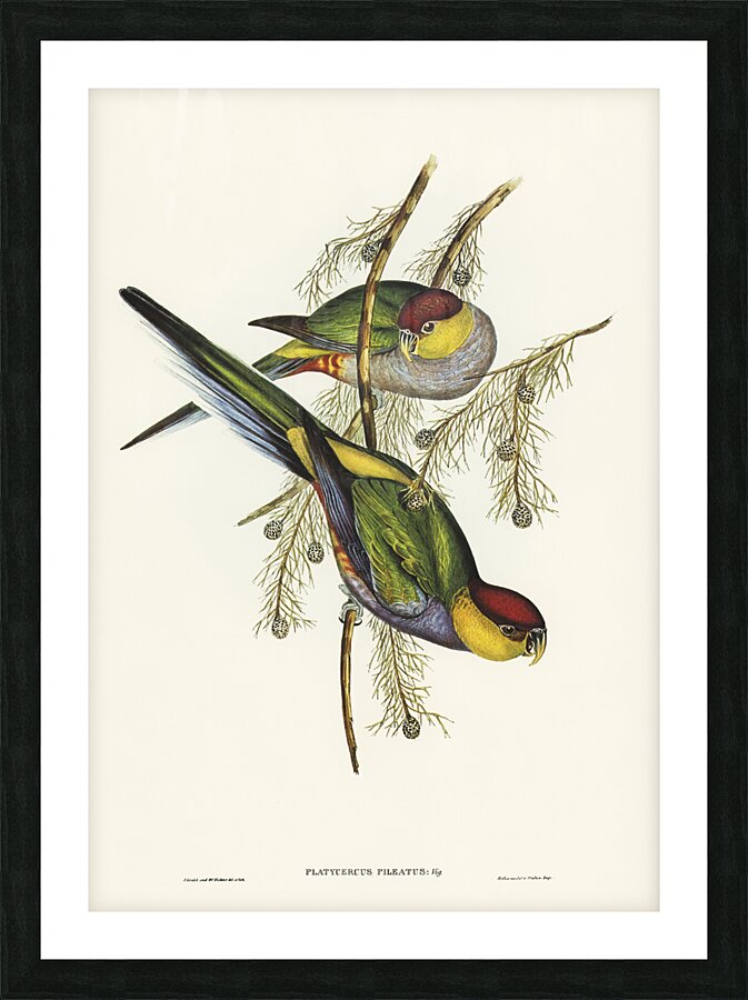 Red Capped Parrot Picture Frame print