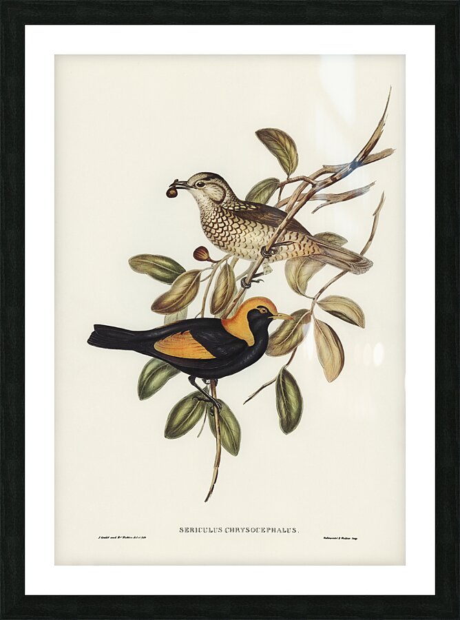 Regent Bowerbird Picture Frame print