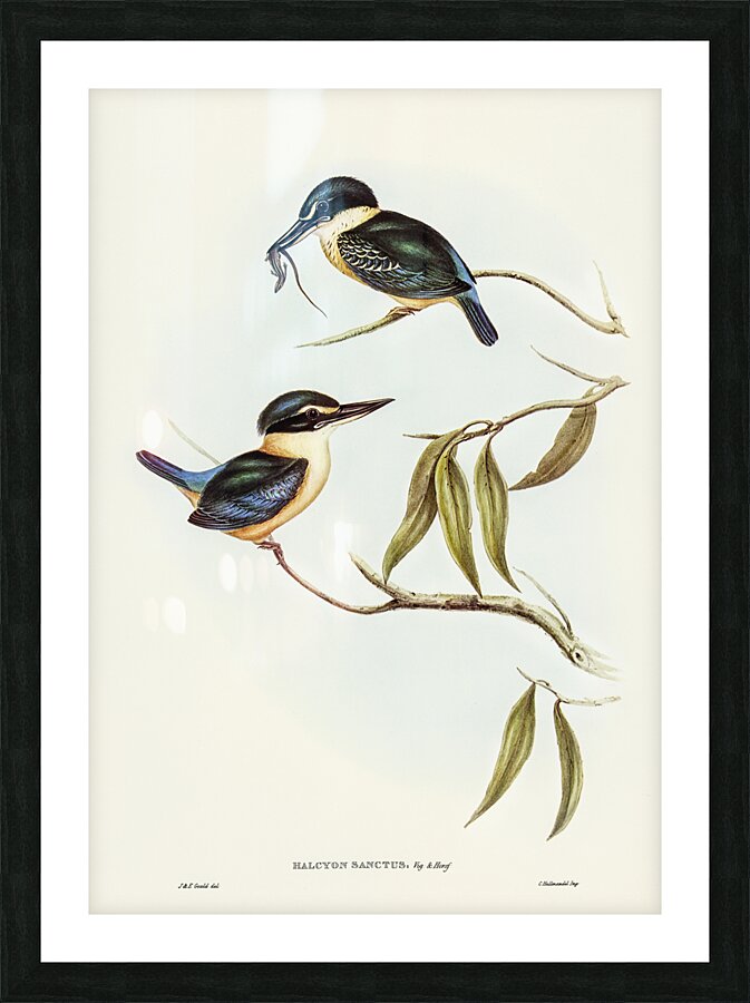 Sacred Kingfisher Picture Frame print