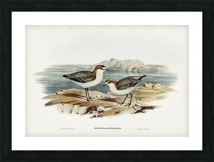 Red Capped Plover Picture Frame print