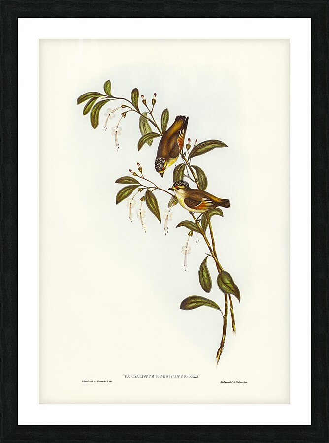Red Browed Pardalote Picture Frame print