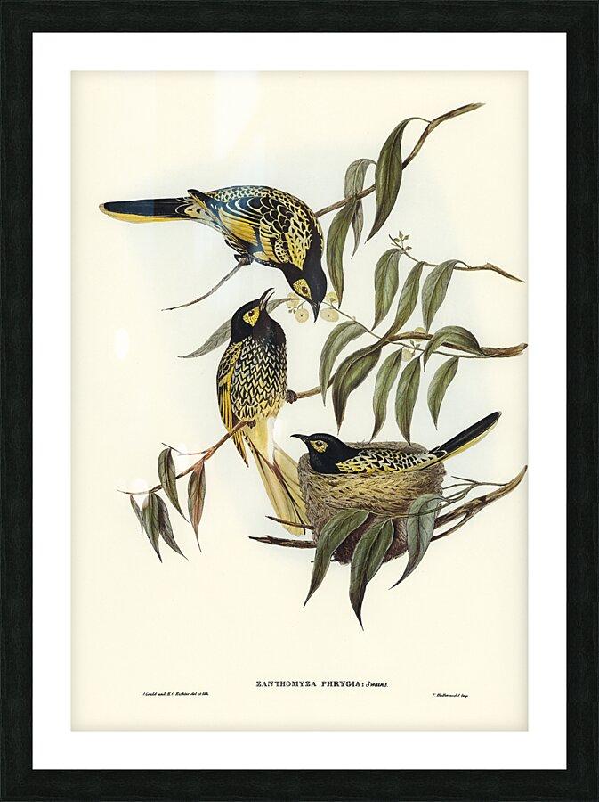 Regent Honeyeater Picture Frame print