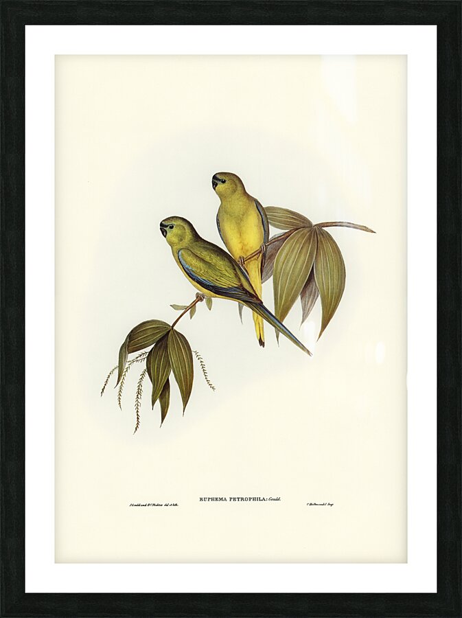 Rock Parrot Picture Frame print