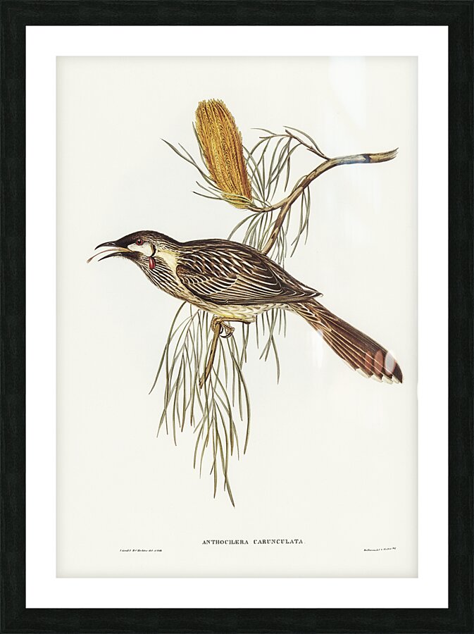 Red Wattlebird Picture Frame print