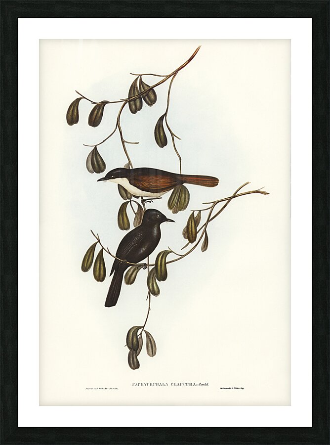 Shining Flycatcher Picture Frame print