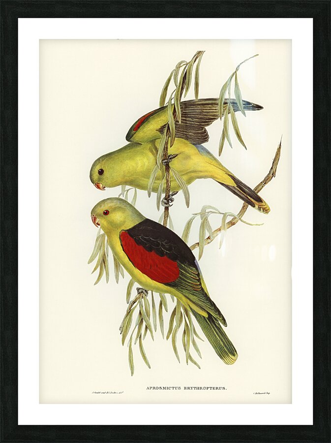 Red Winged Parrot Picture Frame print