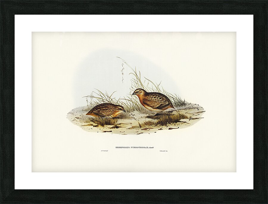 Red Chested Buttonquail Picture Frame print