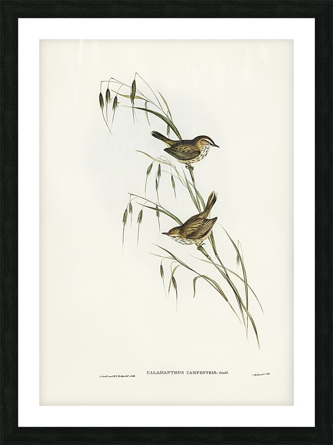 Rufous Fieldwren Picture Frame print