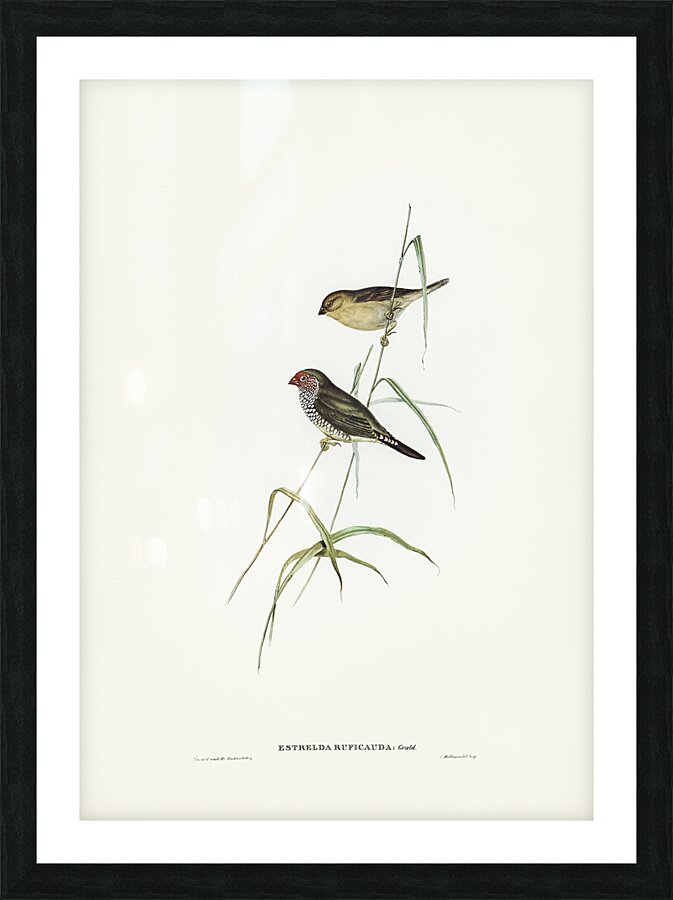 Star Finch Picture Frame print
