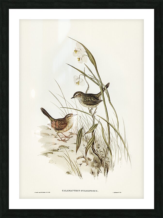 Striated Fieldwren Picture Frame print
