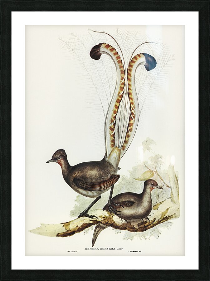 Superb Lyrebird Picture Frame print