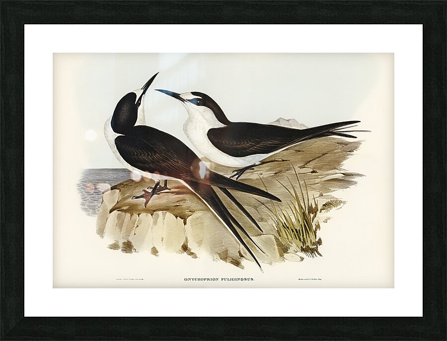 Sooty Tern Picture Frame print
