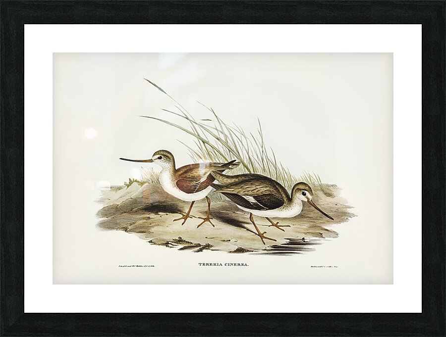 Terek Sandpiper Picture Frame print