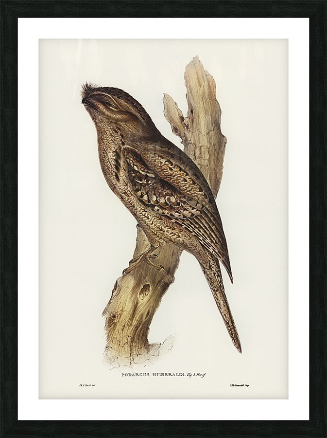 Tawny Frogmouth Picture Frame print