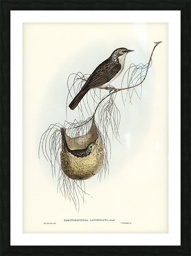 Striped Honeyeater Picture Frame print